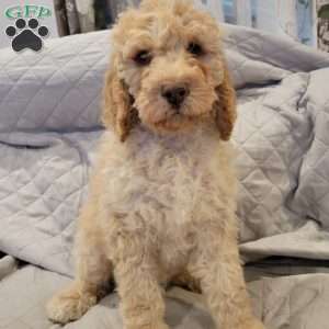 Goody Adams, Standard Poodle Mix Puppy